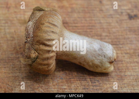 Handkea excipuliformis fungo noto come il pestello puffball Foto Stock