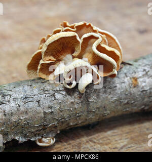 Panellus stipticus fungo, noto come amaro oysterling Foto Stock