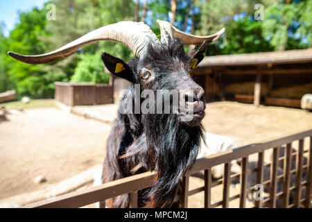 Un maschio di capra si affaccia su una recinzione Foto Stock