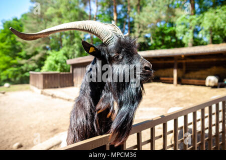 Un maschio di capra si affaccia su una recinzione Foto Stock