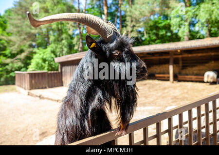 Un maschio di capra si affaccia su una recinzione Foto Stock