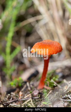 Calice waxcap Foto Stock