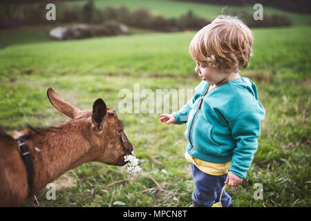 Un bimbo piccolo ragazzo alimentando una capra al di fuori in primavera la natura. Foto Stock