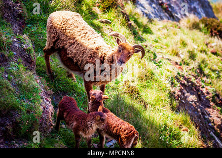 Devon delle capre di montagna Foto Stock