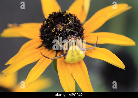 Il Ragno giallo su un black-eyed Susan Foto Stock