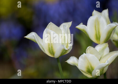 I tulipani, rosa, verde e bianco e nero parrot in bud Foto Stock