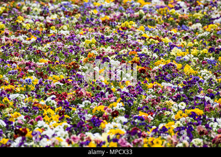 Estate sfondo con molti fiori colorati di un bel giardino di Budapest. Foto Stock