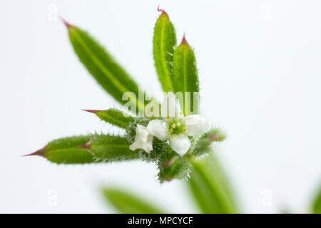 Cleavers, Galium aparine, talvolta chiamato goosegrass, in fiore. Trovato in crescita in una siepe in Nord Inghilterra Dorset Regno Unito GB. Su sfondo bianco Foto Stock