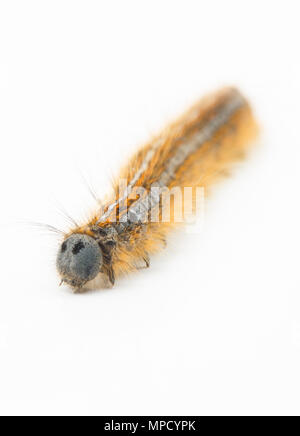 Il bruco del Lackey Moth, Malacosoma neustria, trovata nel nord Inghilterra Dorset Regno Unito GB e fotografati su uno sfondo bianco. Foto Stock