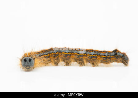 Il bruco del Lackey Moth, Malacosoma neustria, trovata nel nord Inghilterra Dorset Regno Unito GB e fotografati su uno sfondo bianco. Foto Stock