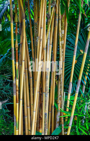 Boschetti di bamboo Foto Stock