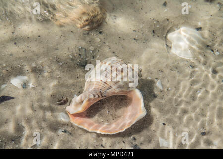L'onda rotoli sulla sabbia. Gusci sotto l'acqua. L'onda si è incagliata gusci closeup view Foto Stock