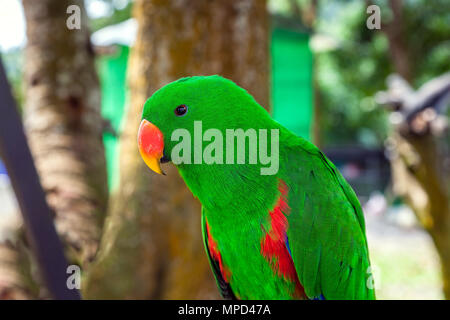 Pappagallo verde Foto Stock