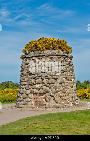 Il campo di battaglia di Culloden Moor o INVERNESS Scozia Scotland cielo blu e il Memorial CAIRN coperto e circondato da giallo ginestre in primavera Foto Stock