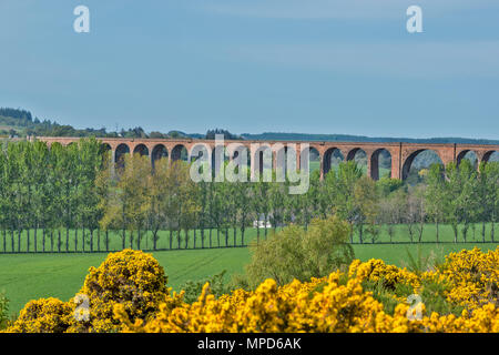 CULLODEN O NAIRN VIADOTTO HIGHLAND Linea principale MORAY SCOZIA CON GIALLO GORSE e nuove foglie sugli alberi IN PRIMAVERA Foto Stock