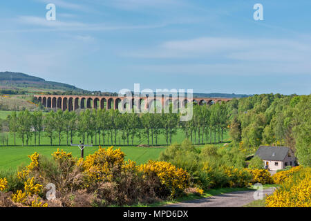 CULLODEN O NAIRN VIADOTTO HIGHLAND principale linea ferroviaria MORAY Scozia con nuove foglie sugli alberi in primavera e giallo GORSE Foto Stock