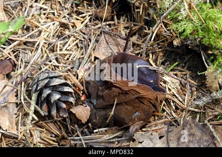 Charred-Pancake Cup, anche chiamati streghe Calderone, Sarcosoma globosum, selvaggio e raro fungo dalla Finlandia Foto Stock