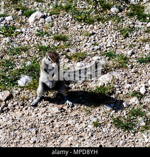 Gopher permanente sul terreno nel deserto del Namib in Namibia Foto Stock