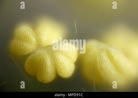 Stame di Willow, Salix phylicifolia, una immagine al microscopio Foto Stock
