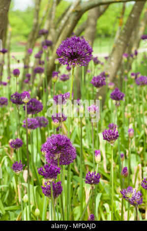 Massa di Alliums in un bosco di impostazione Foto Stock