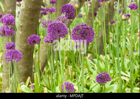 Massa di Alliums in un bosco di impostazione Foto Stock