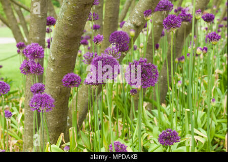 Massa di Alliums in un bosco di impostazione Foto Stock