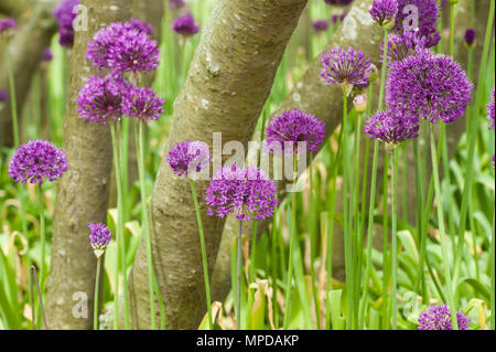 Massa di Alliums in un bosco di impostazione Foto Stock