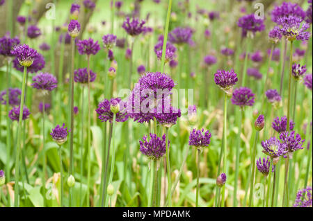 Massa di Alliums in un bosco di impostazione Foto Stock