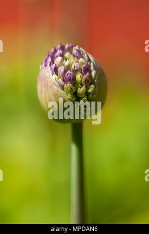 Close up di Allium bud semplicemente aprendo Foto Stock