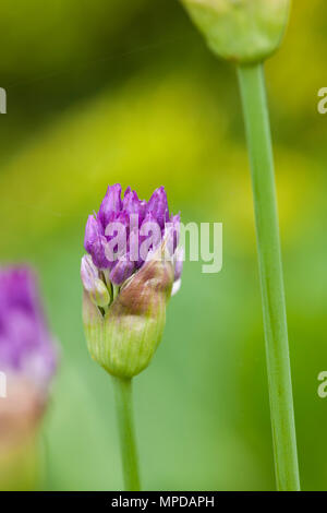 Close up di Allium bud semplicemente aprendo Foto Stock