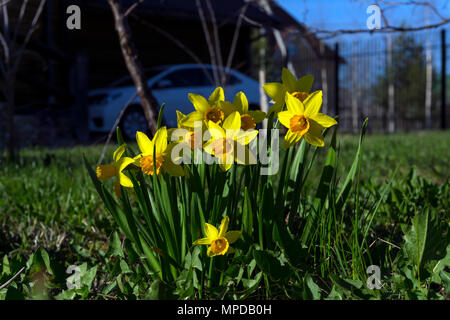 first spring yellow flowers of daffodils in the courtyard of a suburban house Foto Stock