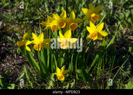 first spring yellow flowers of daffodils on the spring lawn Foto Stock