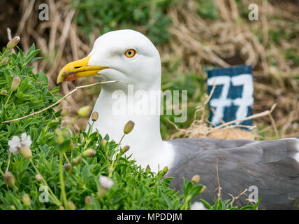 Close up di aringhe gabbiano, Larus argentatus, nesting sull isola di maggio, Firth of Forth, Scotland, Regno Unito con il numero 77 per contrassegnare il luogo di nidificazione Foto Stock