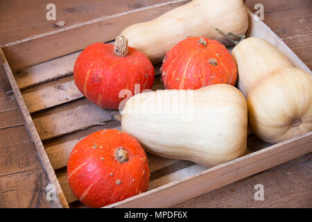 Arancione e bianco zucche in cassetta di legno Foto Stock