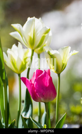 I tulipani, rosa, verde e bianco e nero parrot in bud Foto Stock