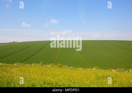 Ampia collina il raccolto di grano in Burdale nel Yorkshire Wolds con biancospino siepe e fiore di graminacee selvatiche in primo piano sotto un blue sk Foto Stock