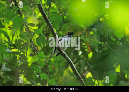 Barbuto Bellbird (Procnias averano) Foto Stock