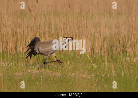 Gru comune (grus grus) Foto Stock