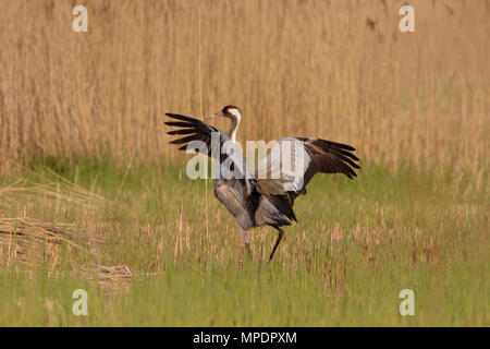 Gru comune (grus grus) Foto Stock