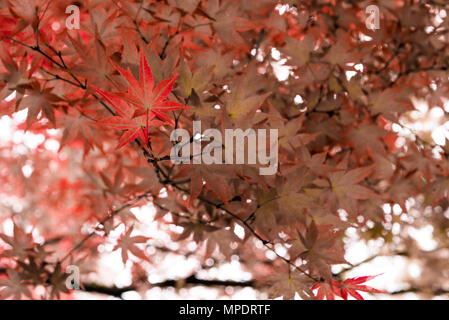 Giapponese acero in Portland di molle di cristallo Rhododendron Garden, Oregon Foto Stock