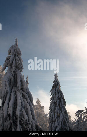 Inverno siberiano, nevoso inverno, gelido inverno. Il legno è riempita con neve, coperta di neve foresta. Il boss della neve, snowcap sui rami e cime di abeti, glo Foto Stock