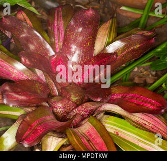 Bromeliad, Neoregelia 'Goode per grazia", con vivaci foglie rosse con leggera strisce rosse e strisce verdi sul fogliame esterno Foto Stock