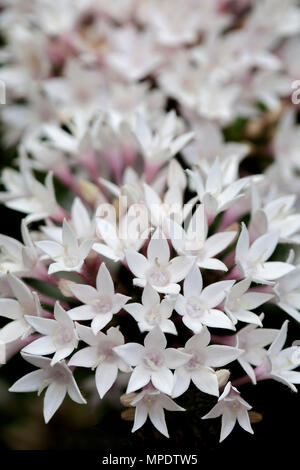 Cluster di grandi dimensioni di delicati fiori bianchi e fogliame di Pentas lanceolata, egiziano star fiore, un arbusto sempreverde, in Australia Foto Stock