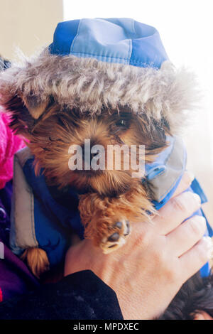 Yorkshire terrier in una tuta con cappuccio Foto Stock