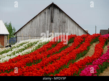 Laval, Canada,può22,2018.righe del rosso e del bianco tulipani in un vivaio di fiori. Credit:Mario Beauregard/Alamy Live News Foto Stock