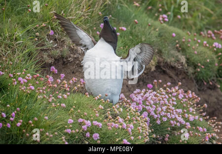 Razorbill, alca torda, in piedi su una scogliera, circondato da fiori di parsimonia, in Scozia in Primavera, con ali aperte Foto Stock