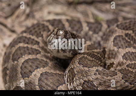 Western Massasauga (Sistrurus tergeminus) da Pawnee County, Nebraska, Stati Uniti d'America. Foto Stock