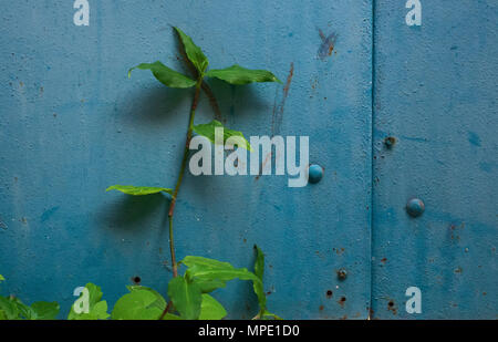 Verde ramoscello di una pianta con foglie allungate contro uno sfondo di un blu brillante superficie di metallo. Foto Stock