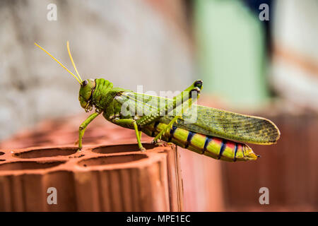 Giant South American Grasshopper (Tropicardis tendente al violaceo) ona casa mattone Foto Stock