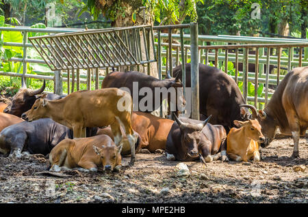 Un gruppo di Banteng (Bos javanicus) Foto Stock